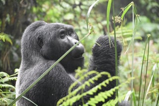 See Gorillas in Rwanda